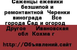 Саженцы ежевики безшипой и ремонтантной. Черенки винограда . - Все города Сад и огород » Другое   . Ивановская обл.,Кохма г.